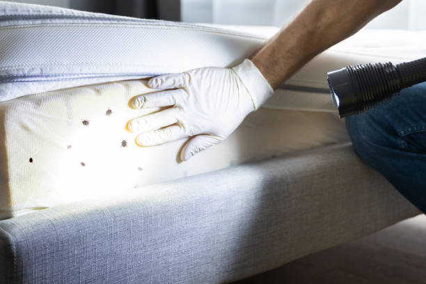 Best Pest Control Near Me in Georgetown, CT