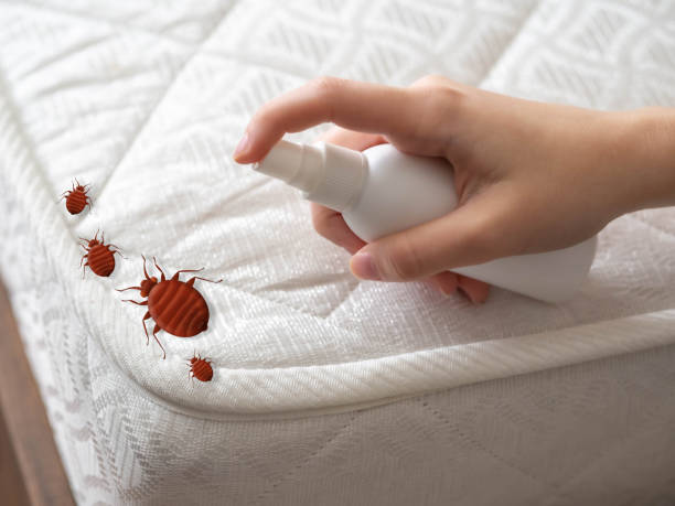 Best Spider Control Near Me  in Georgetown, CT