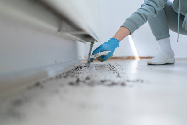 Best Rat Extermination Near Me  in Georgetown, CT